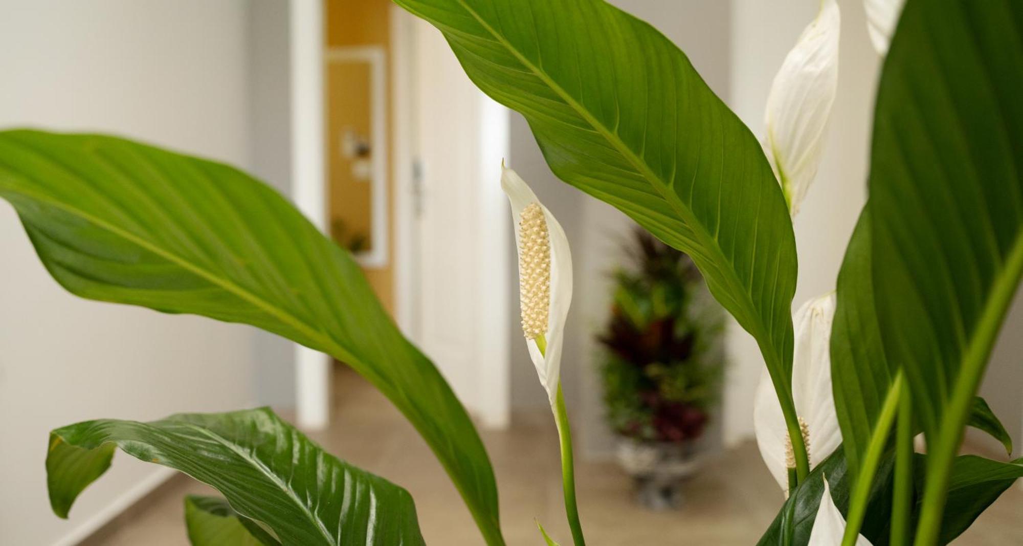 Hotel Luris 格勒姆 外观 照片